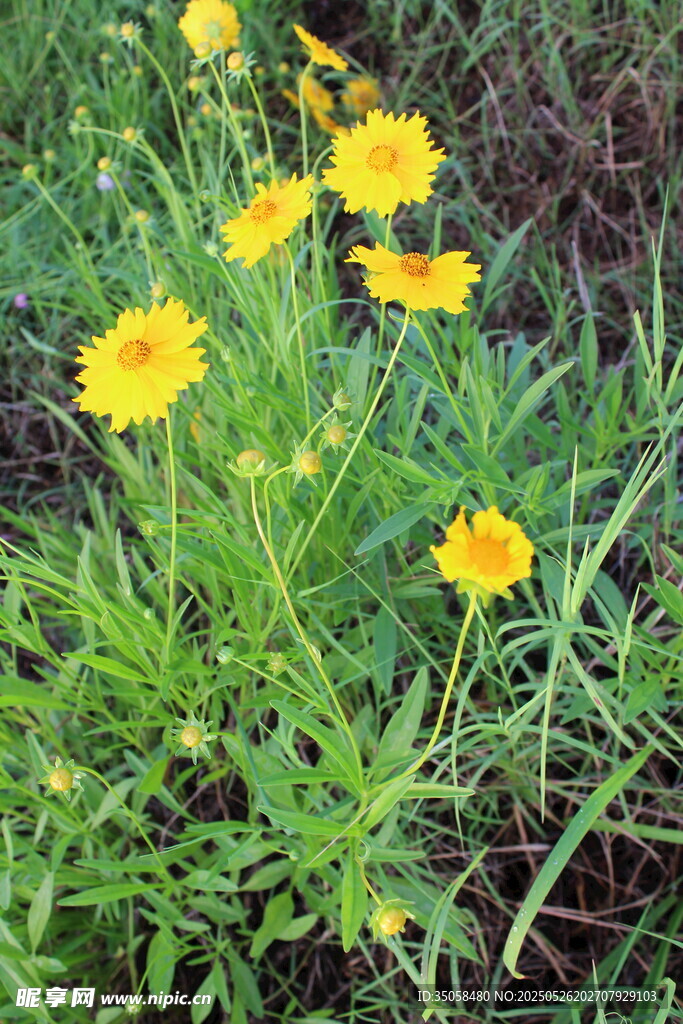 金鸡菊  