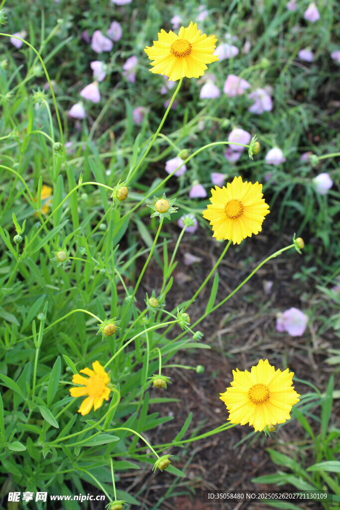 金鸡菊  