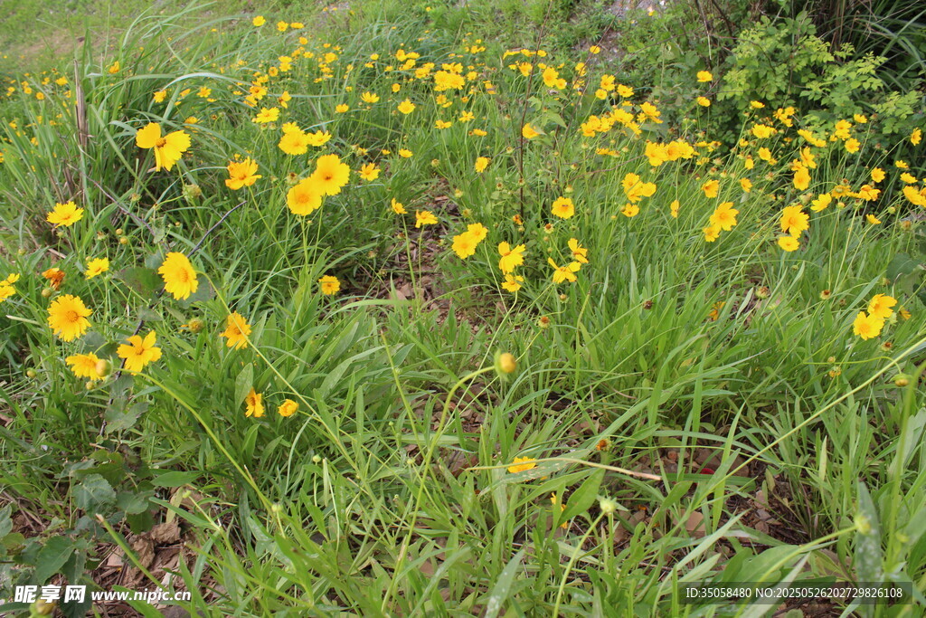 金鸡菊  
