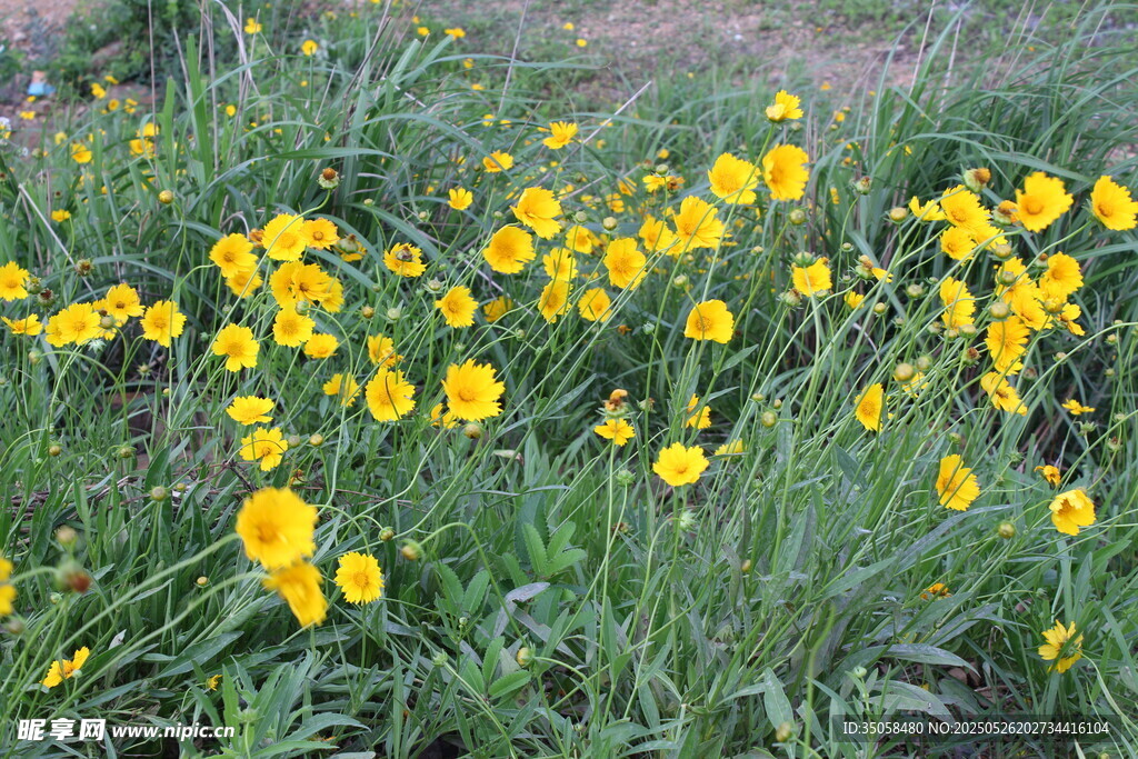 金鸡菊  
