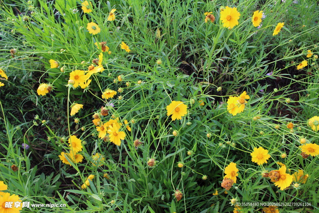 金鸡菊  