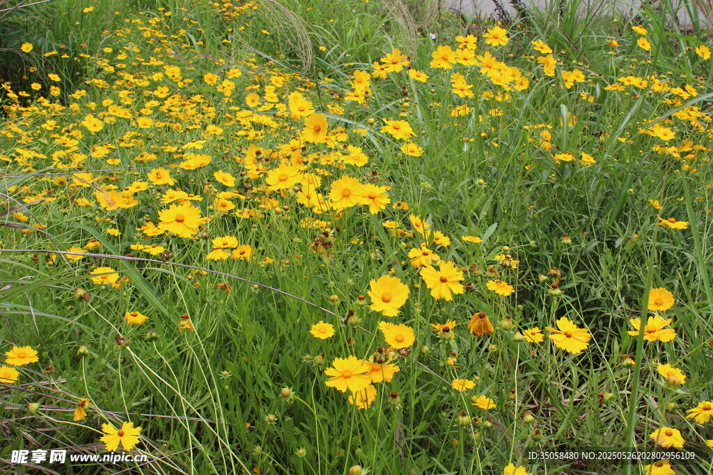金鸡菊  