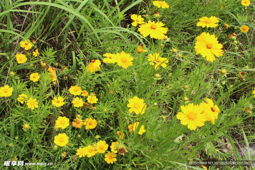 金鸡菊  