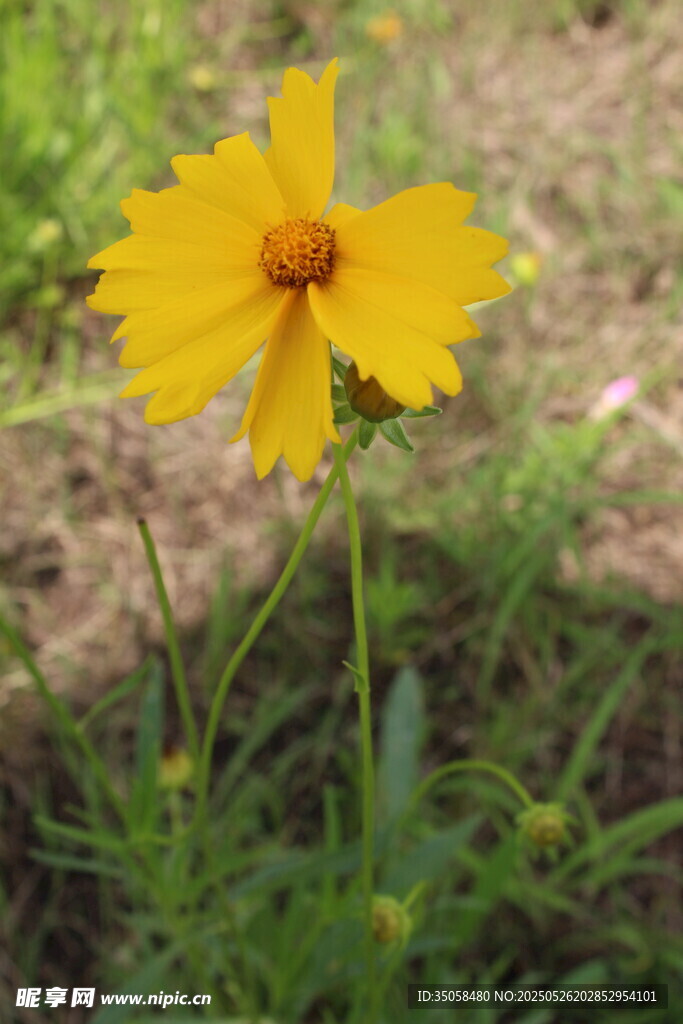 金鸡菊  