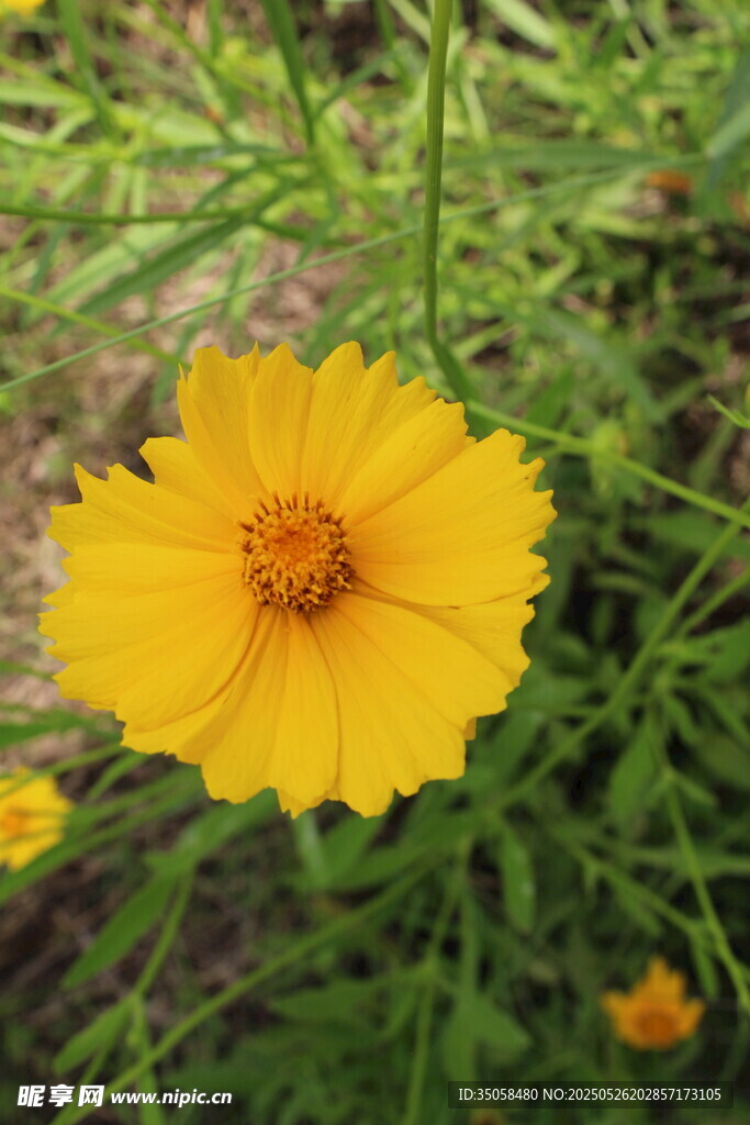 金鸡菊  