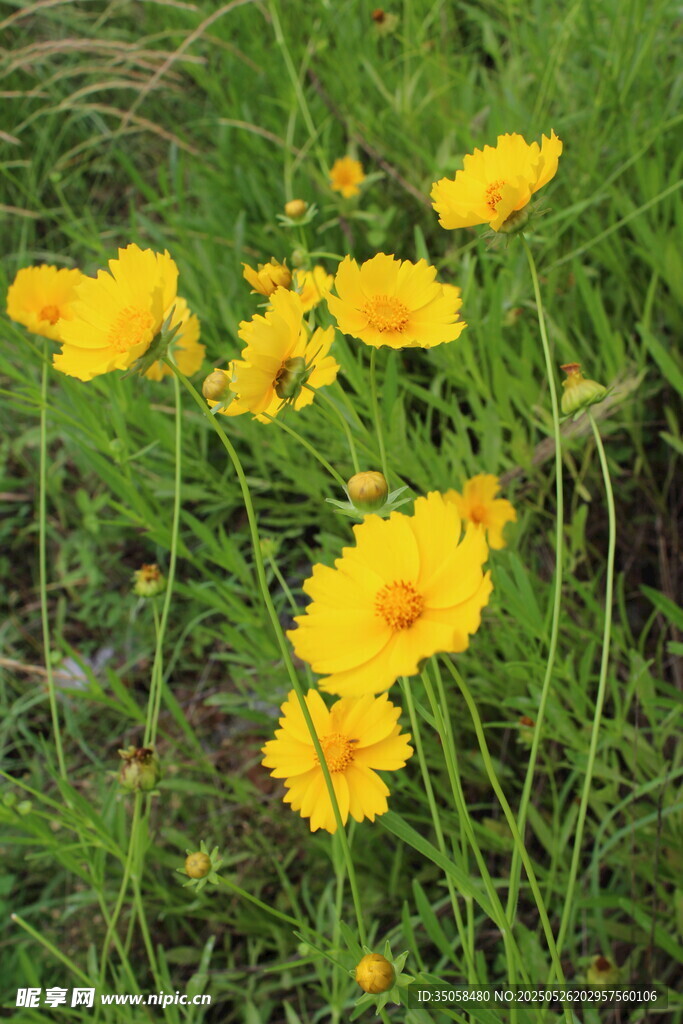 金鸡菊  