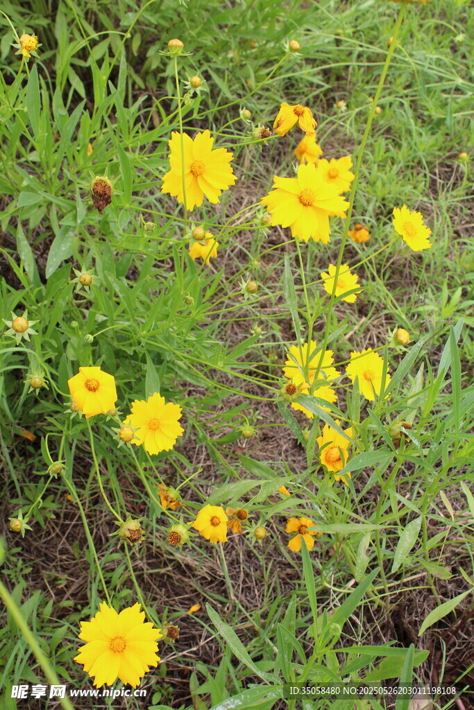 金鸡菊  