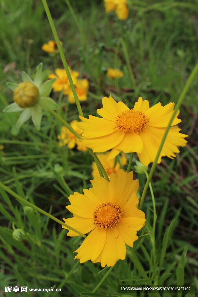 金鸡菊  