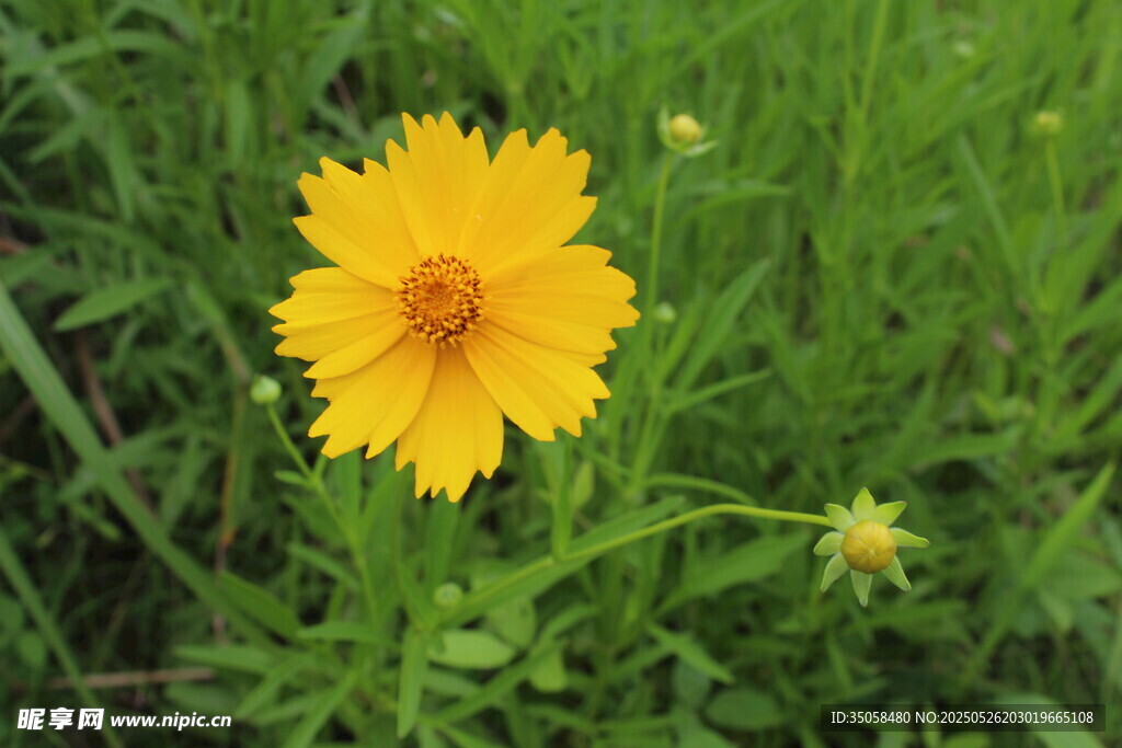 金鸡菊  