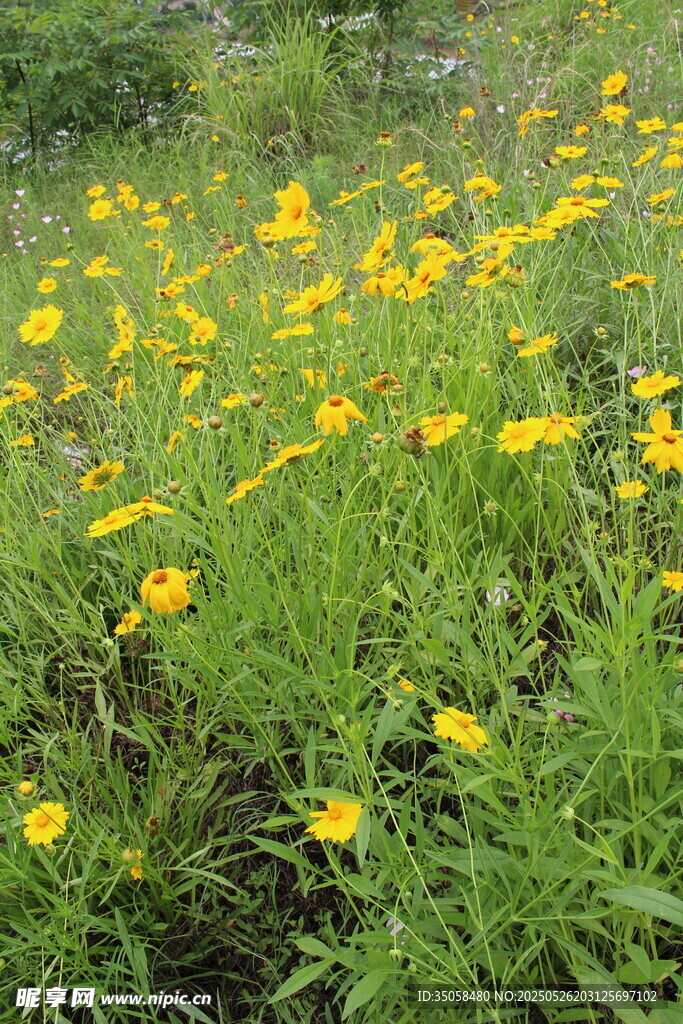 金鸡菊  