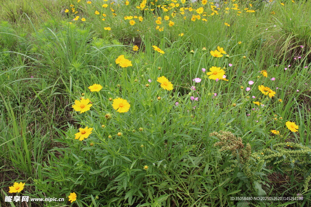 金鸡菊  
