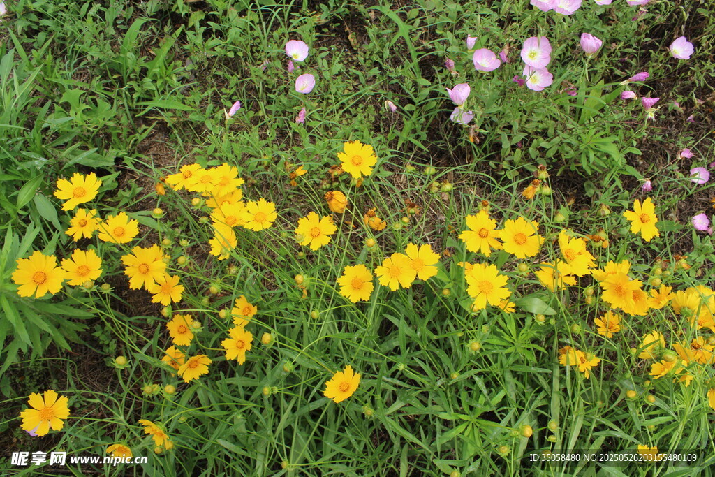 金鸡菊  