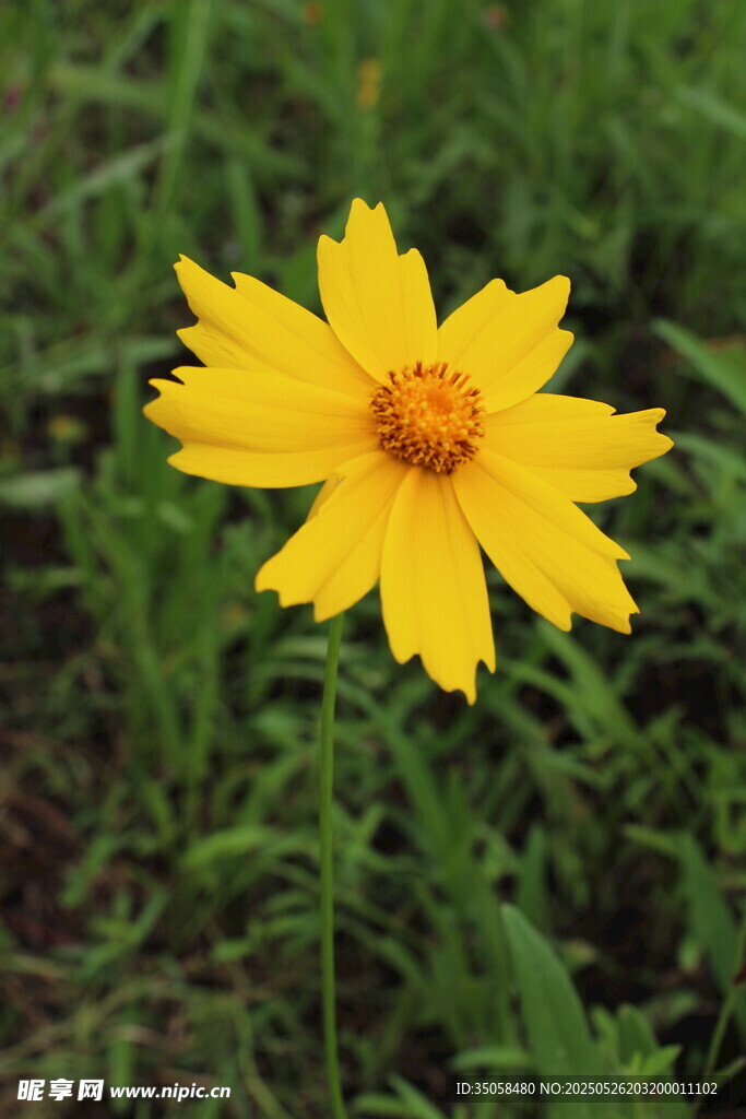 金鸡菊  