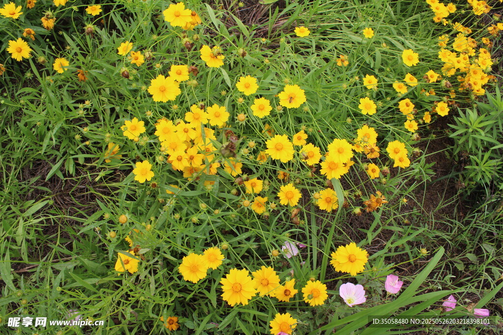 金鸡菊  