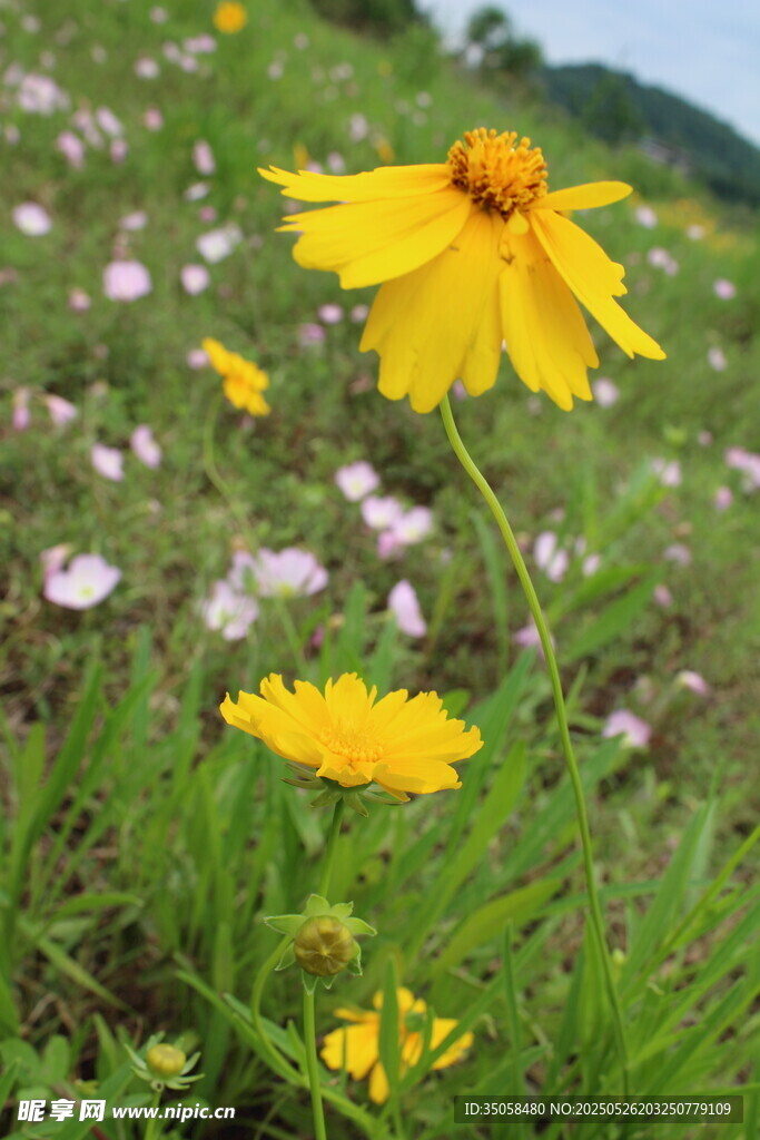 金鸡菊  