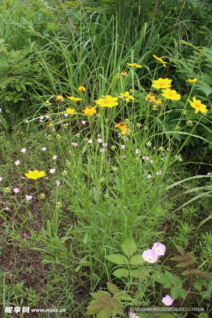 金鸡菊 