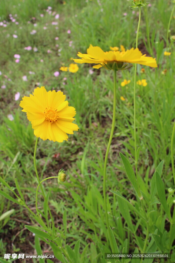 金鸡菊 