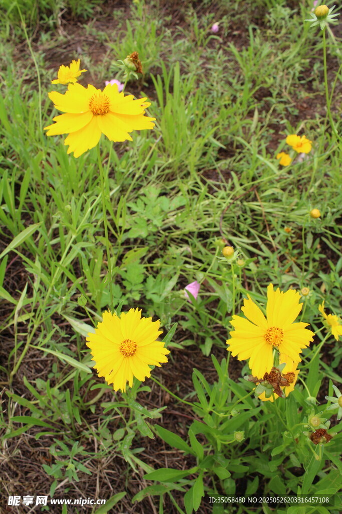 金鸡菊  