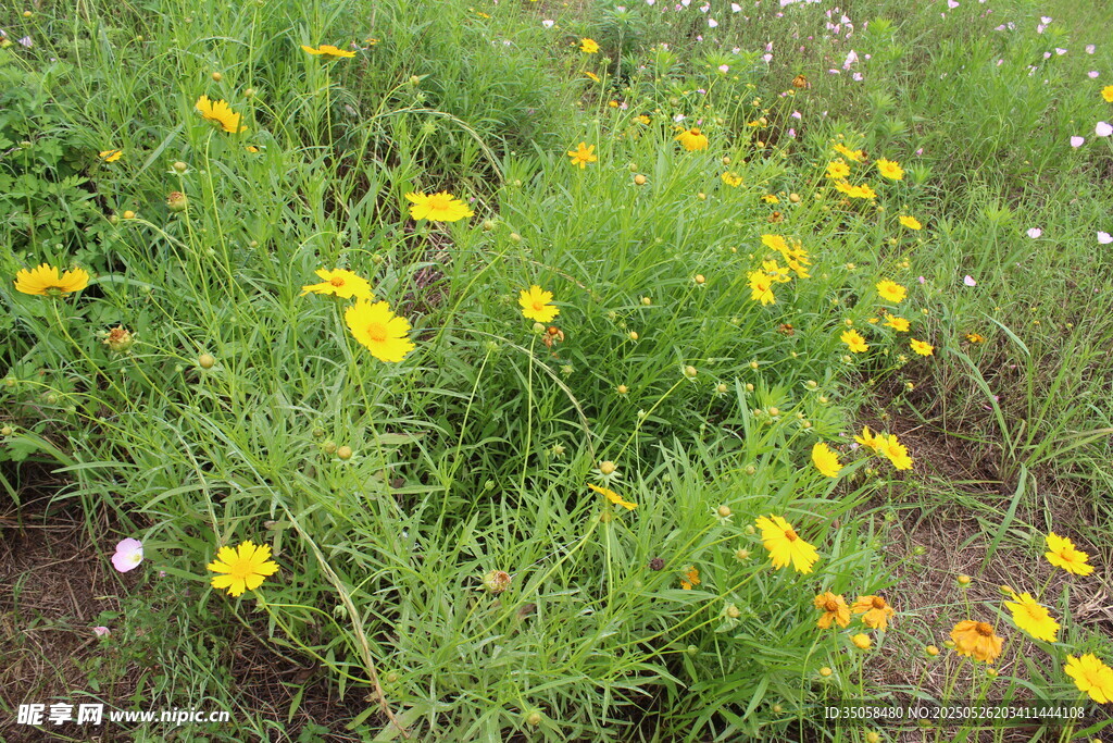 金鸡菊  