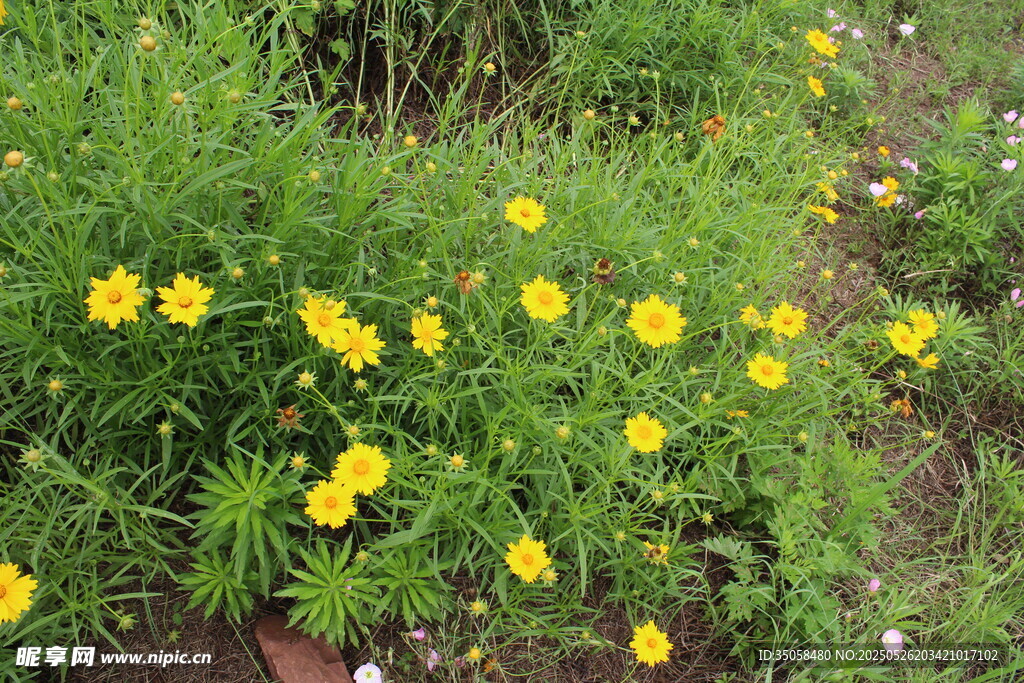 金鸡菊  