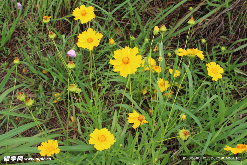 金鸡菊  