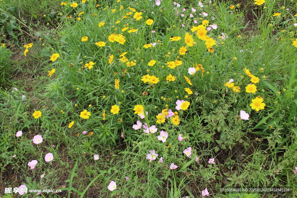 金鸡菊  