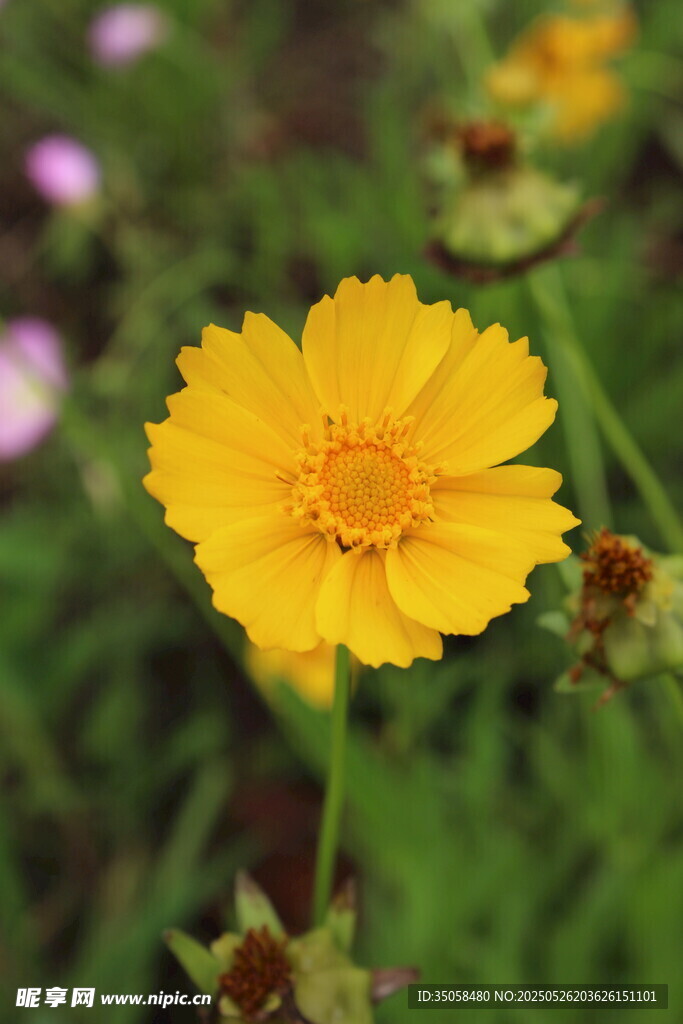 金鸡菊  