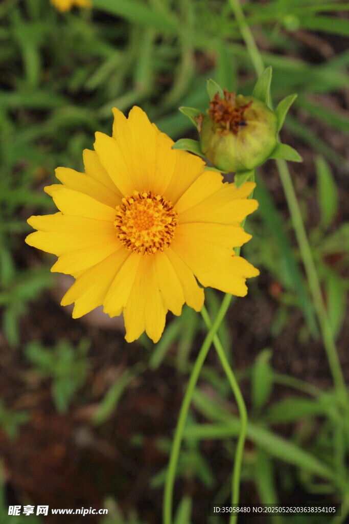 金鸡菊  