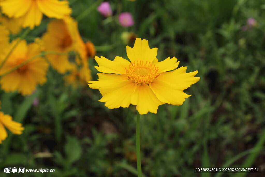 金鸡菊  