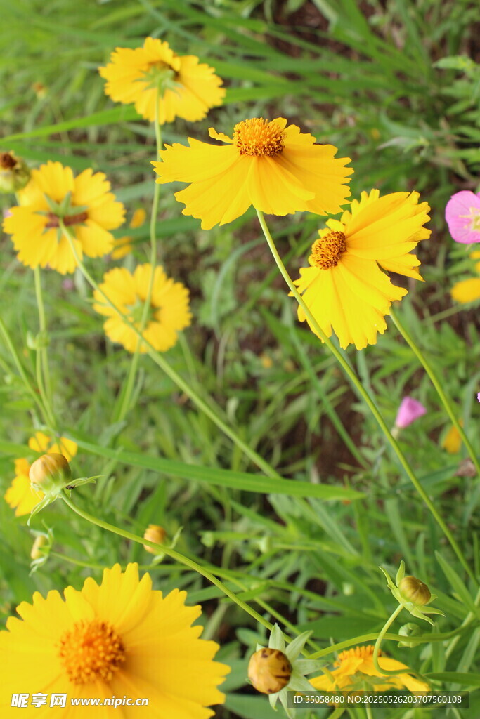 金鸡菊  