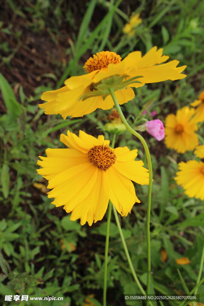 金鸡菊  