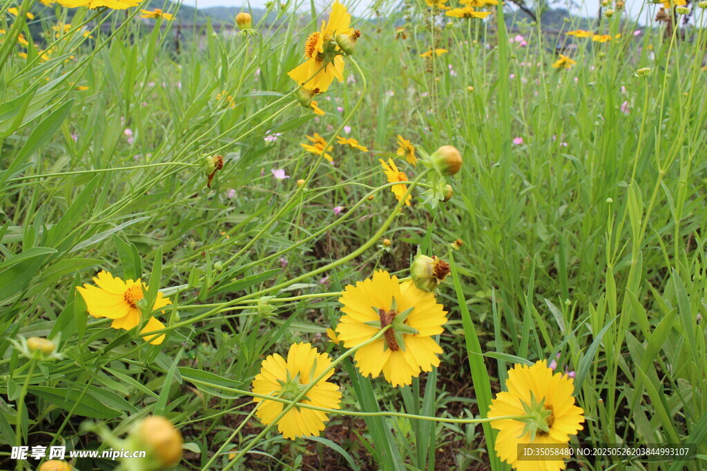 金鸡菊  