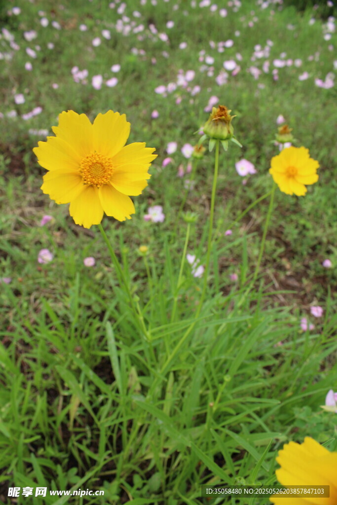 金鸡菊  