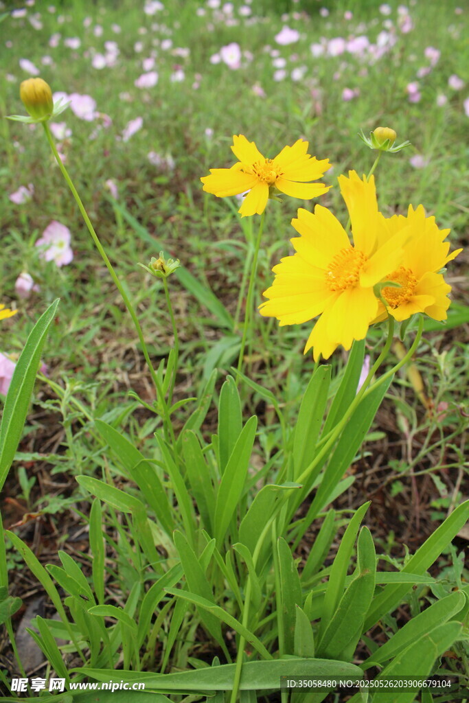 金鸡菊 
