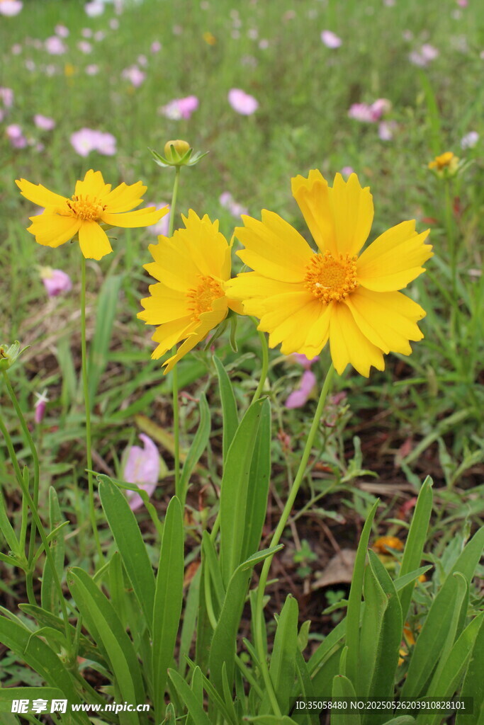 金鸡菊  