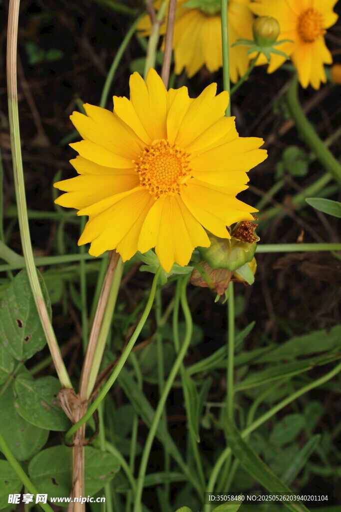 金鸡菊  