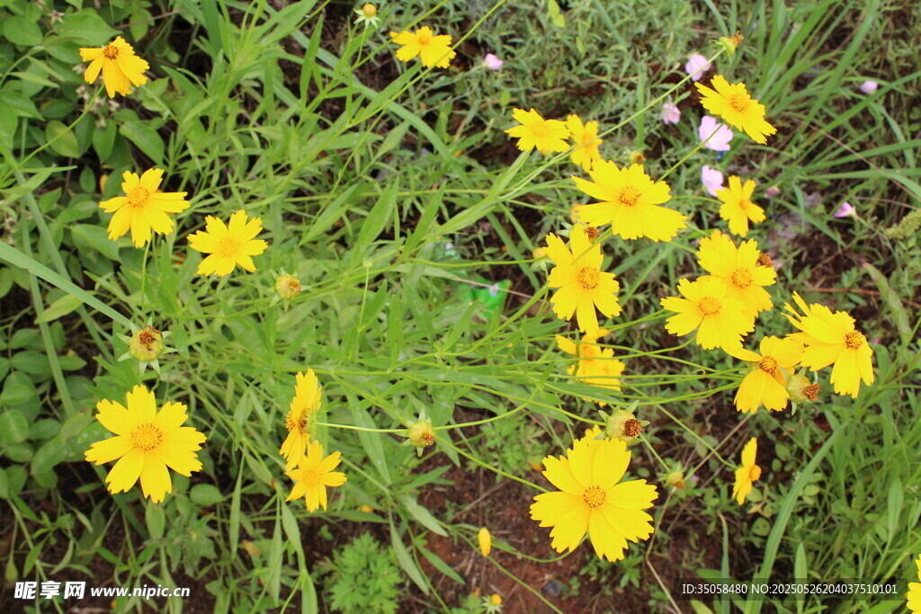 金鸡菊  