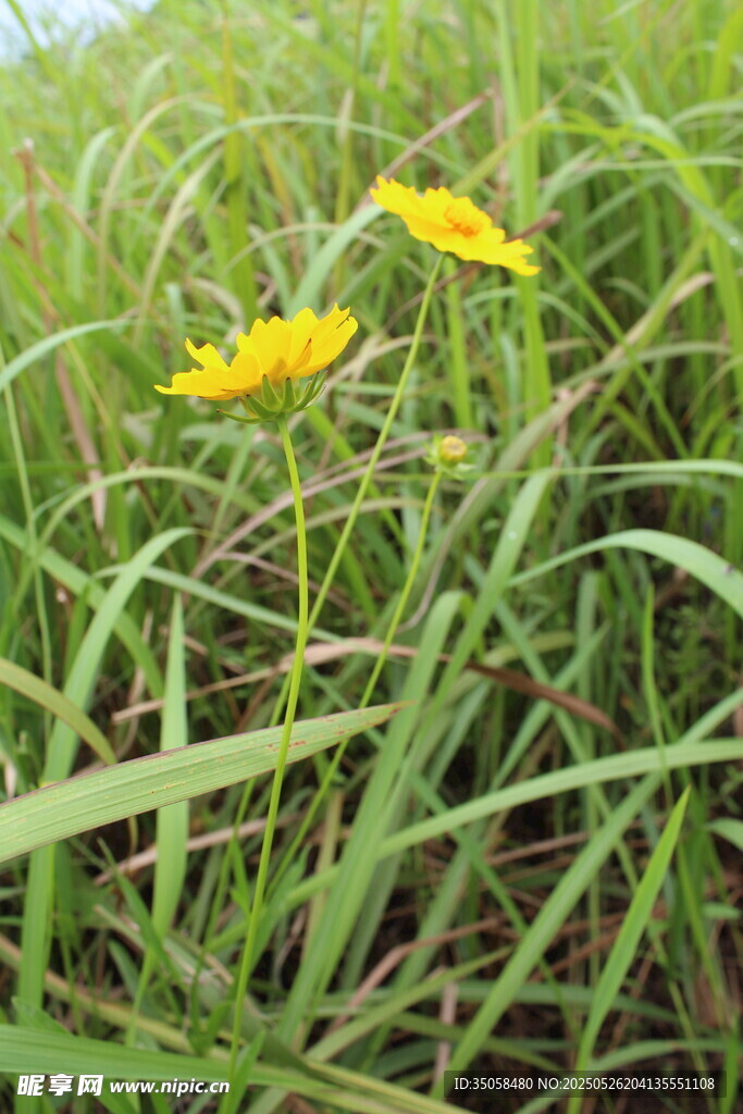 金鸡菊  
