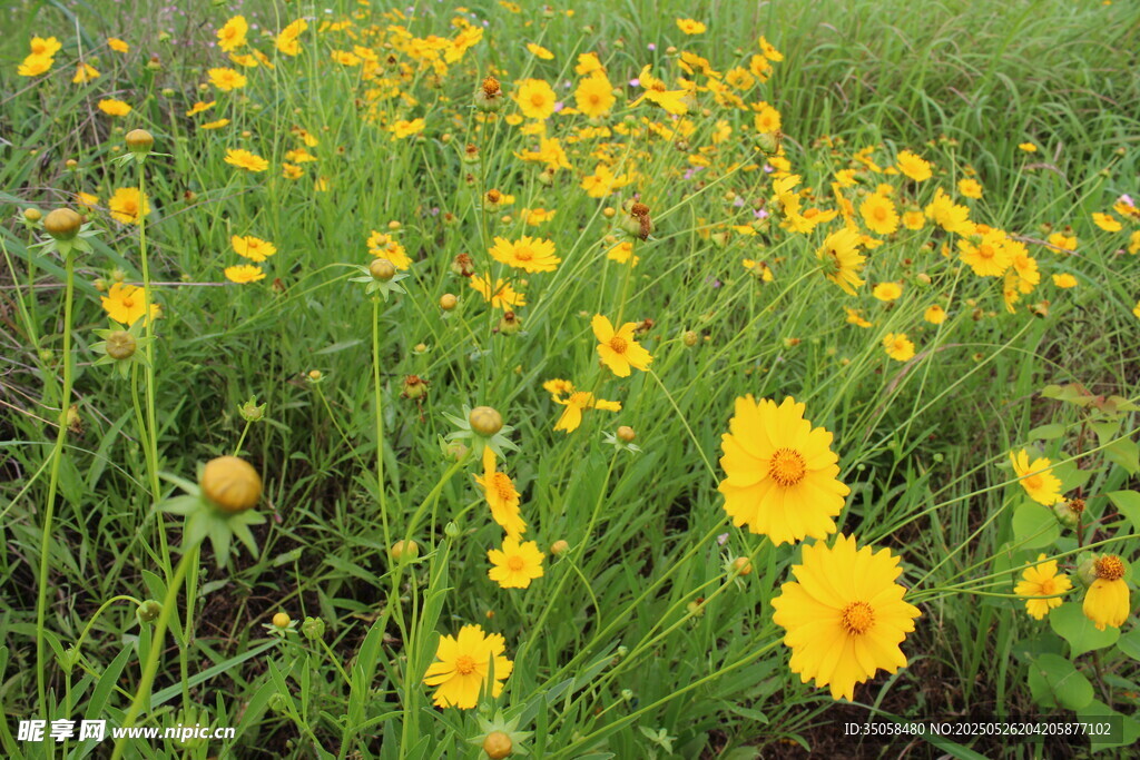 金鸡菊 