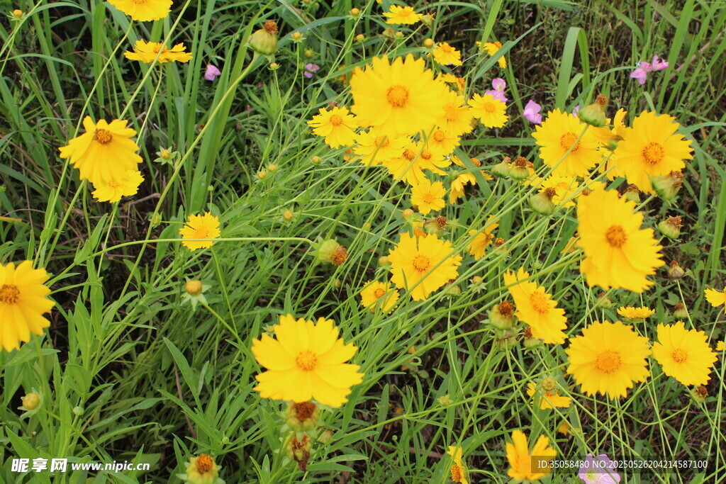金鸡菊  