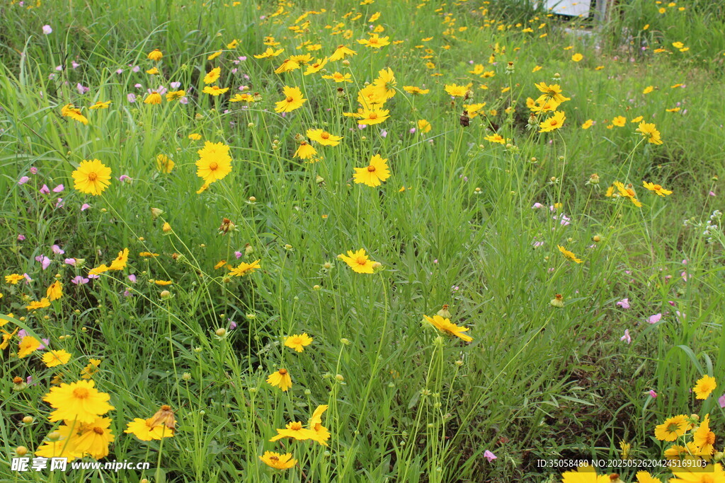 金鸡菊 