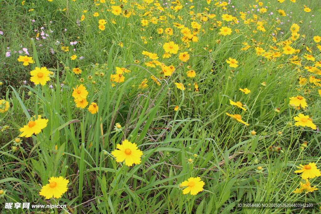 金鸡菊  