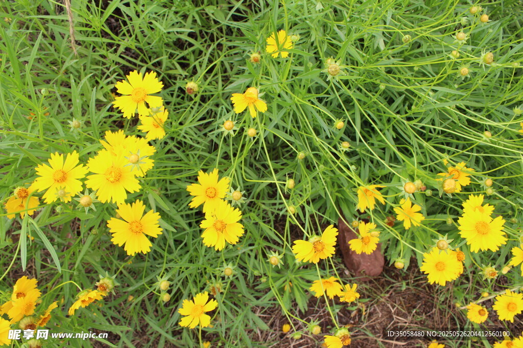 金鸡菊  