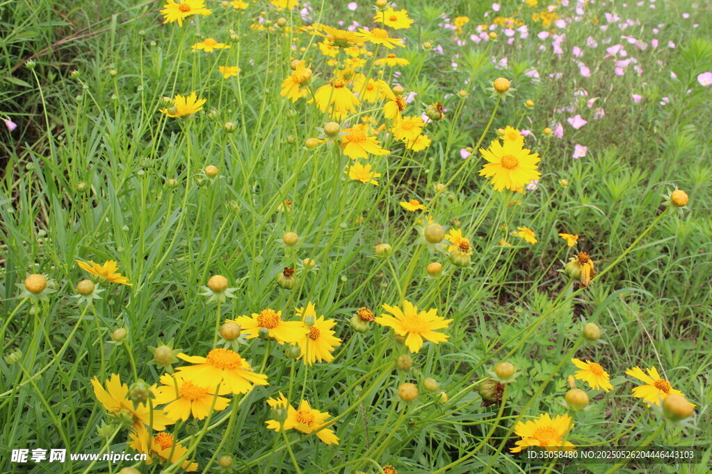 金鸡菊  