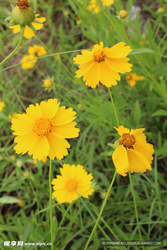 金鸡菊  
