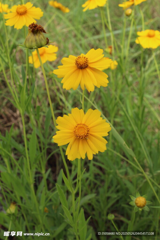 金鸡菊  