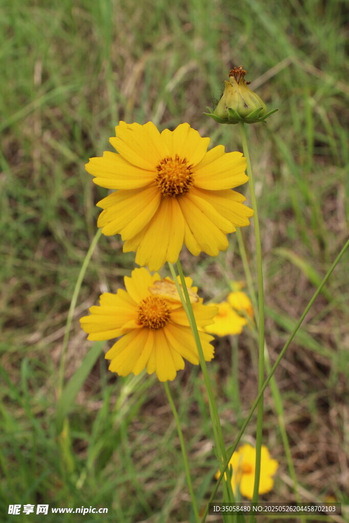 金鸡菊  