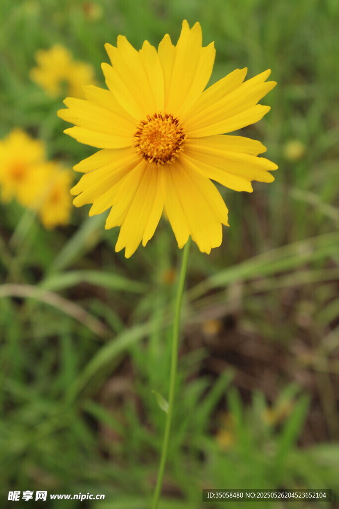 金鸡菊  