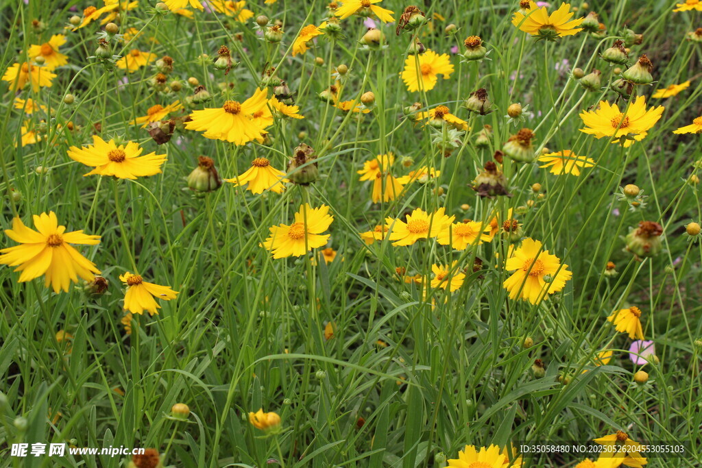 金鸡菊  