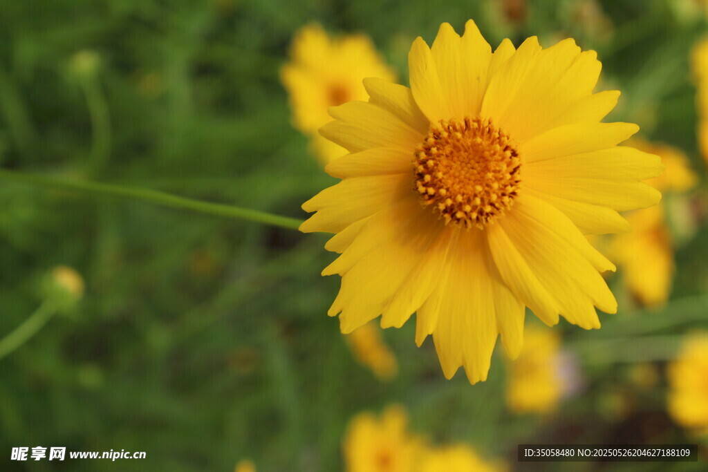 金鸡菊 